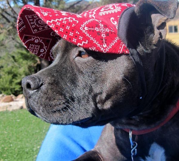 Dog Hats Dog Sun Hats and Dog Visors Should My Dog Wear a Hat?