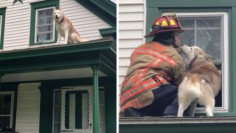 husky jasper kisses firefighter on roof HERO