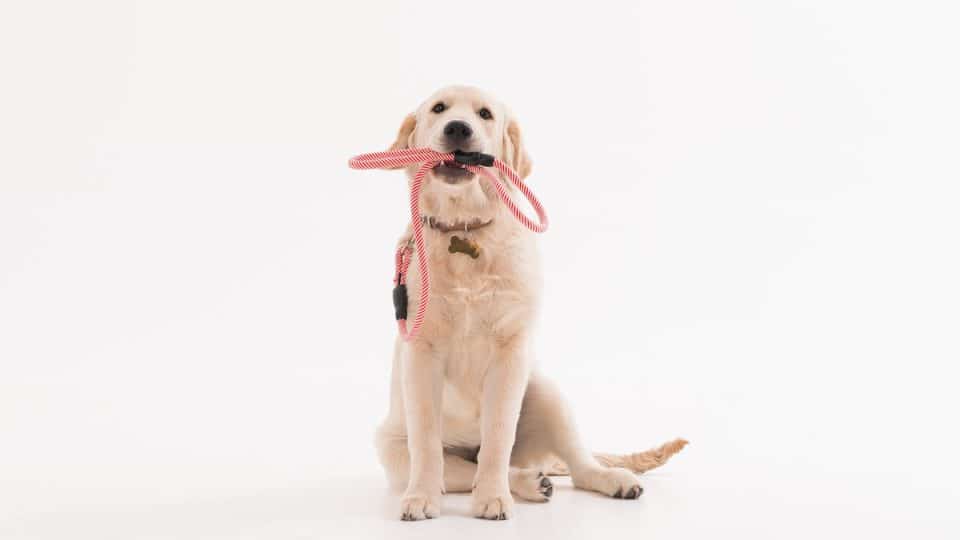 Golden retriever puppy with leash in mouth