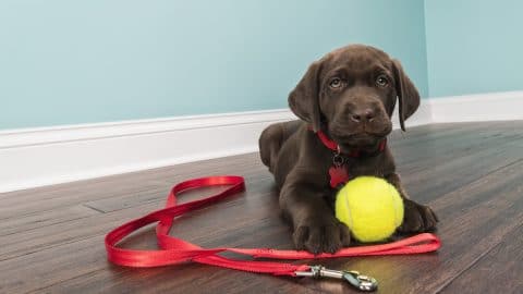 Young brown lab with red leash and tennis ball