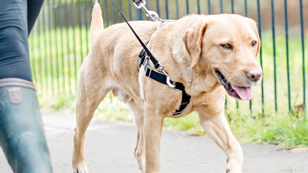 Lab wearing Freedom No-Pull Harness