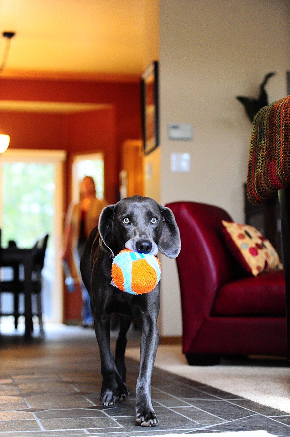 Best Dog Toys for Labs Best Indestructible and Chew Toys for Labs