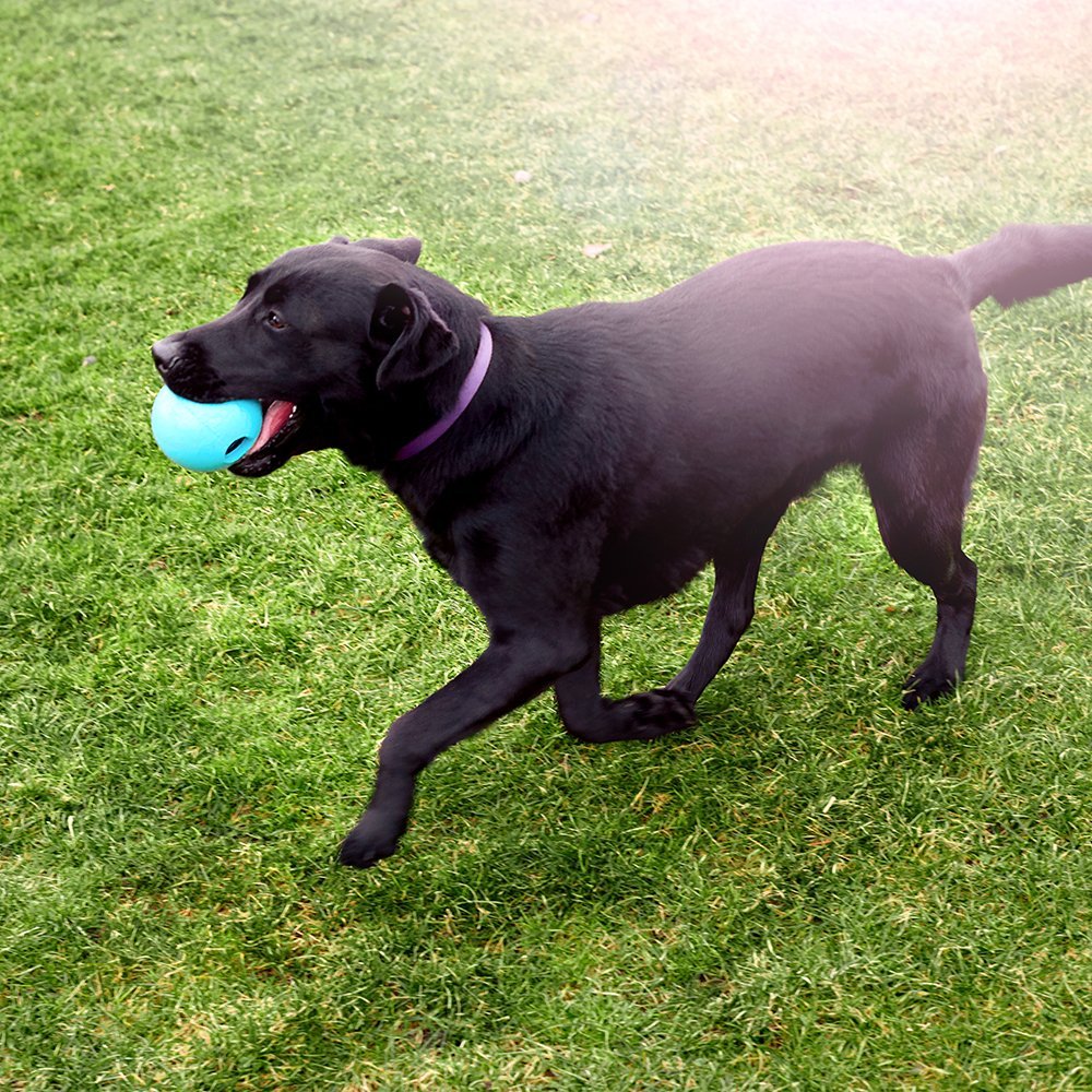 best toys for black labs