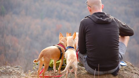 camping with dogs sitting on a lookout with three dogs outdoors