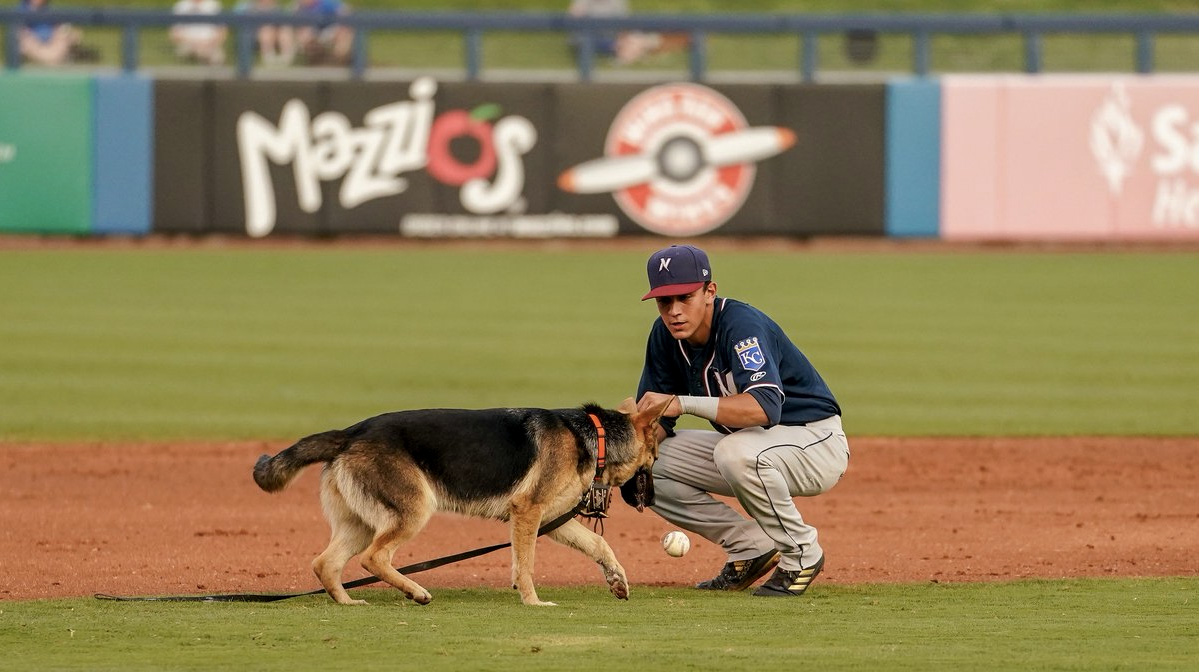 german shepherd park