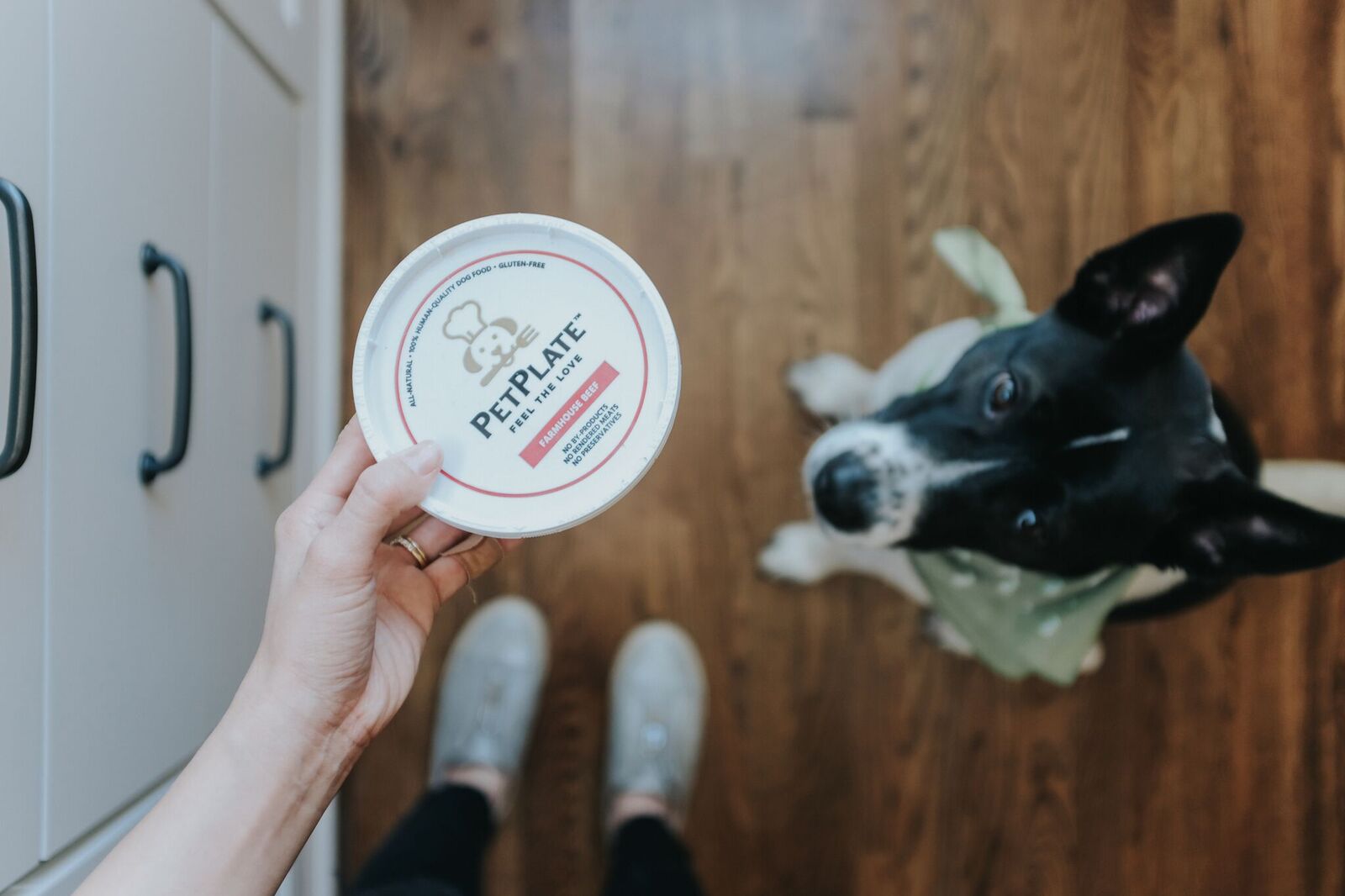 The Best Subscription Dog Food Brands, From Raw to Fresh