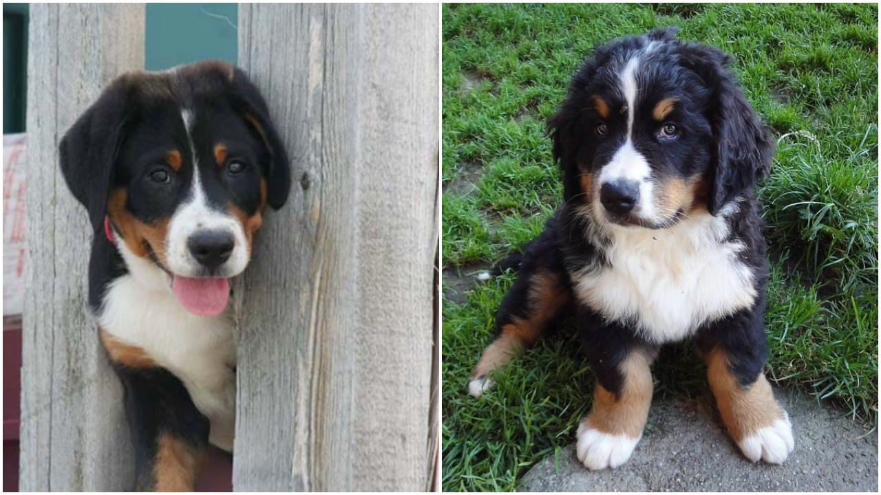Greater Swiss Mountain Dog Vs Bernese Mountain Dog The Dog People By Rover Com