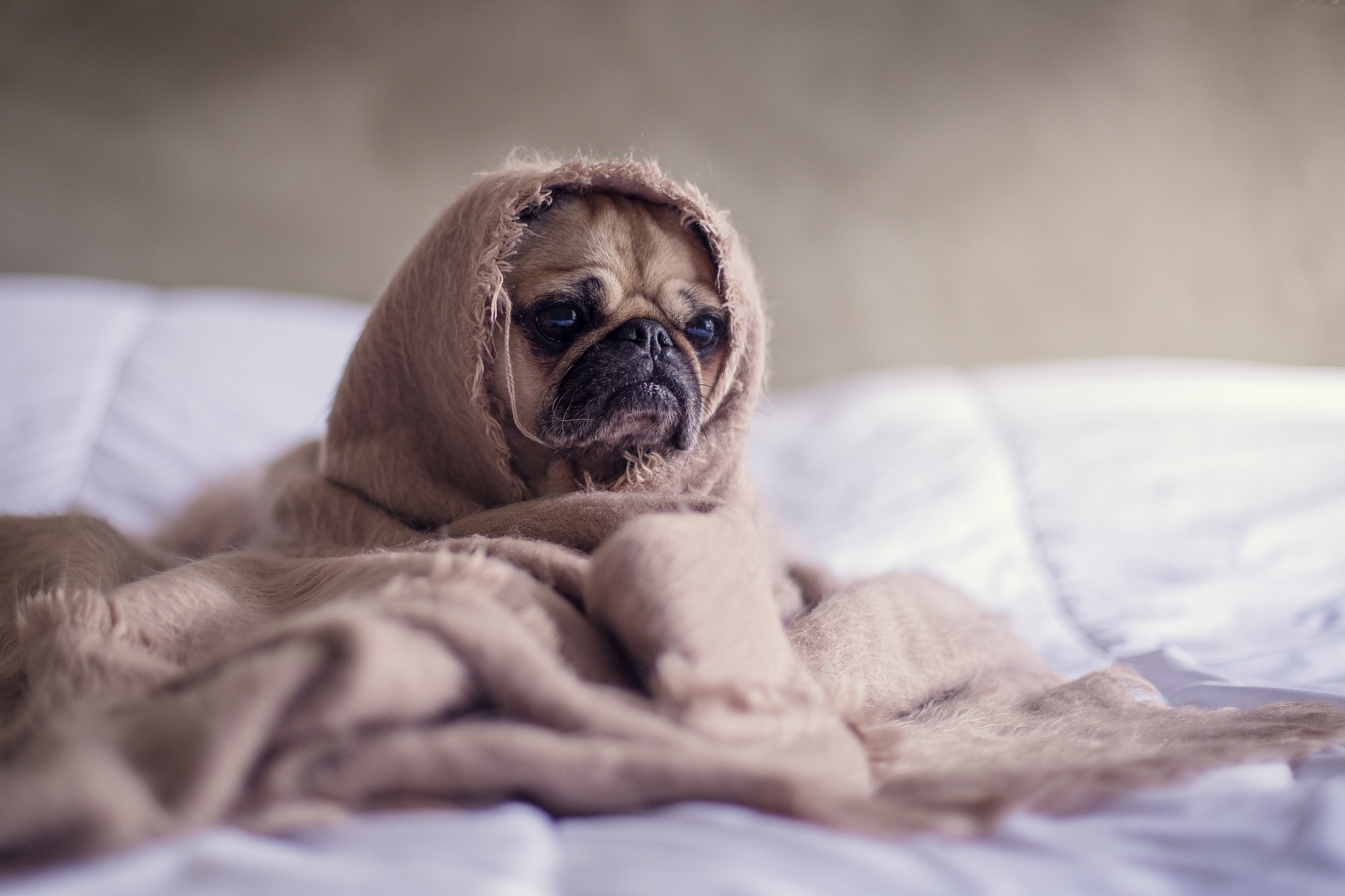 pug with a cold