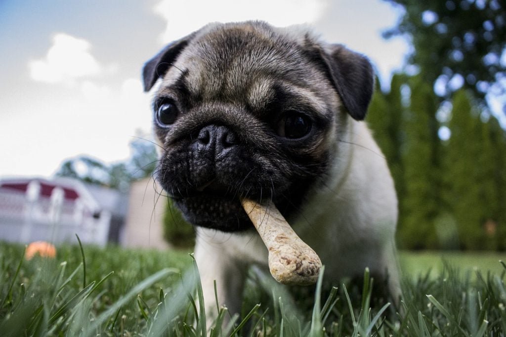 pug puppy chewing a bone on a list of pug facts