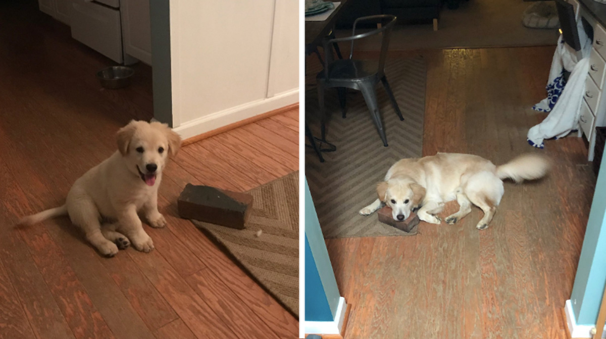 Rescue Dog's Best Friend is Literally a Brick | The Dog