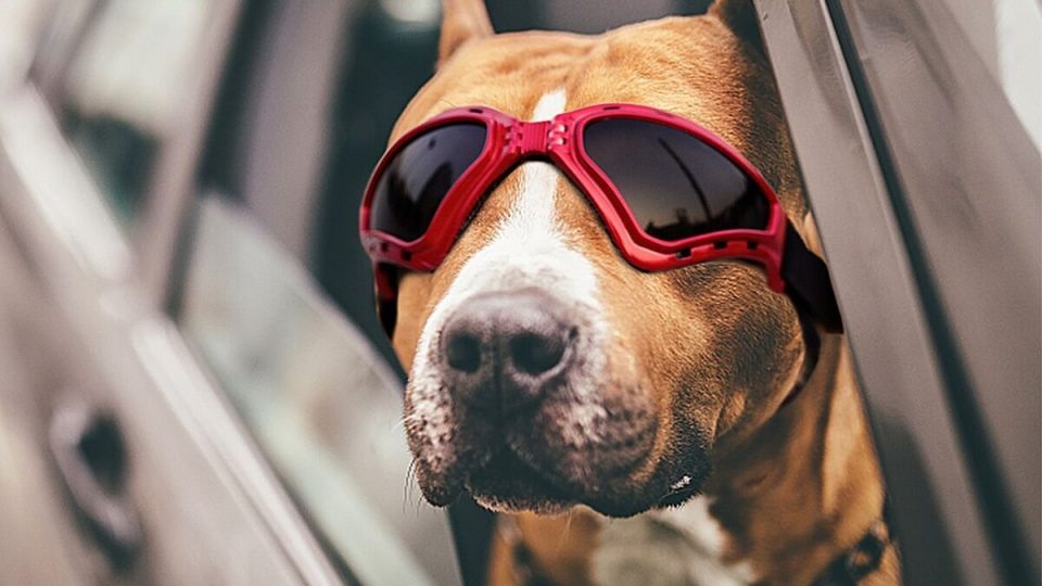 Dog Sunglasses The Very Best Dog Goggles and Sunglasses from Sport to