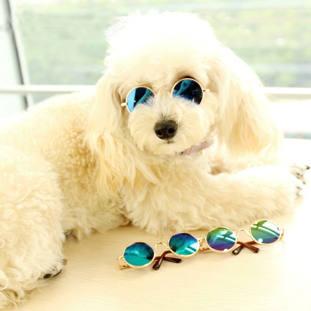 Dog Sunglasses The Very Best Dog Goggles And Sunglasses From