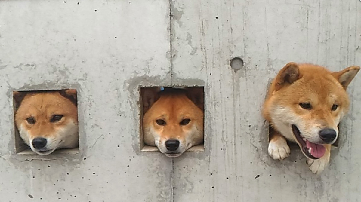 [Image: the-three-shibas-of-shimabara-HERO.jpg]