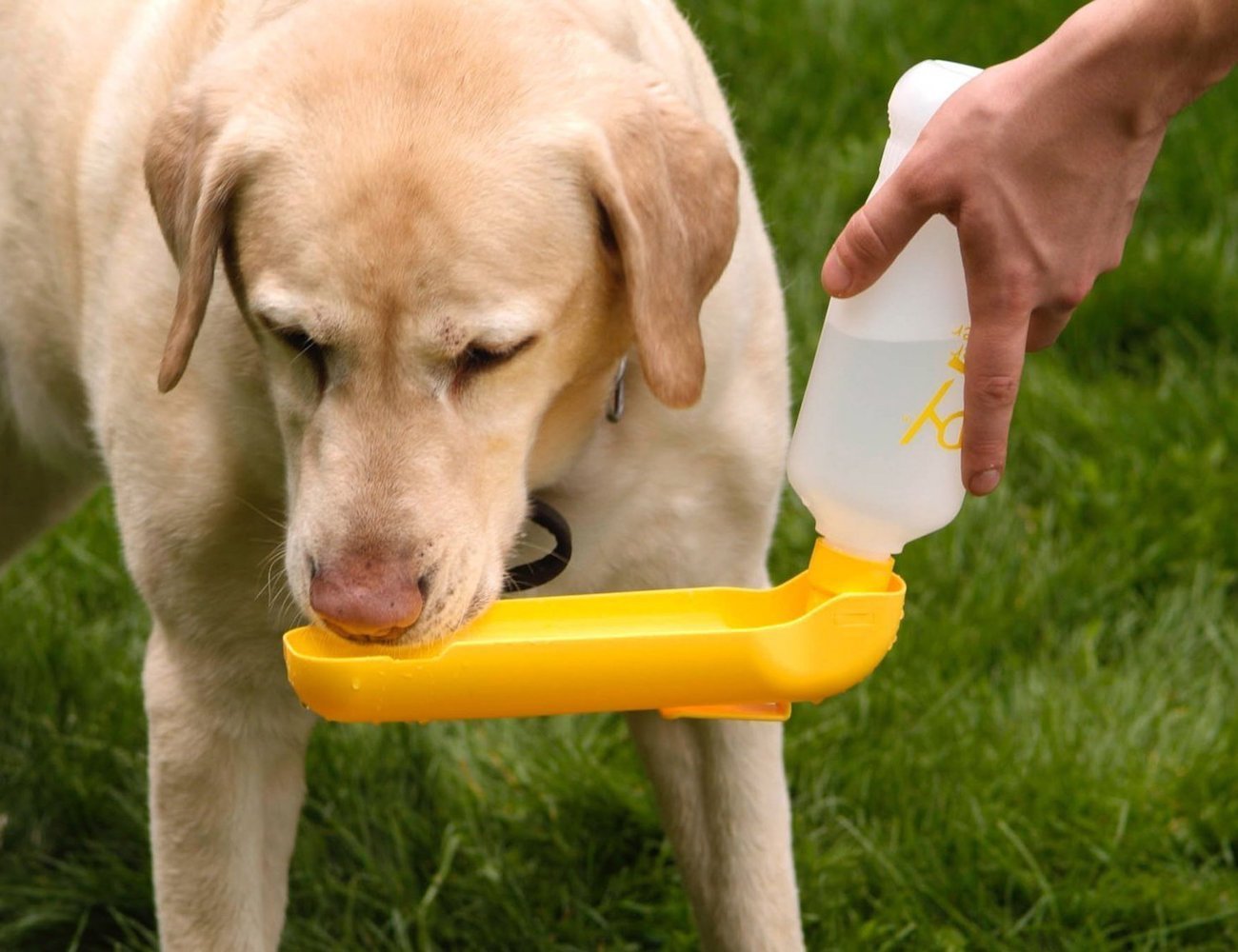 The 8 Best Portable Dog Water Bottles and Travel Bowls