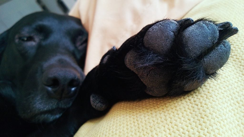 Dogs with Webbed Feet: Meet the Amazing 