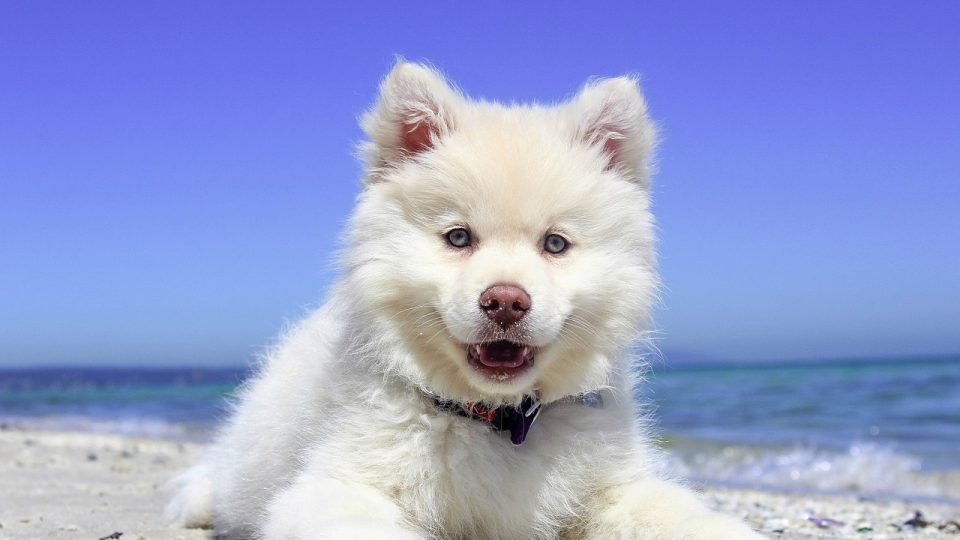 Top Dog Beach In Naples The People By Rover Local