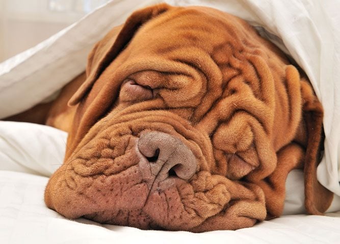 9 Wrinkly Dog Breeds | Dogs With 