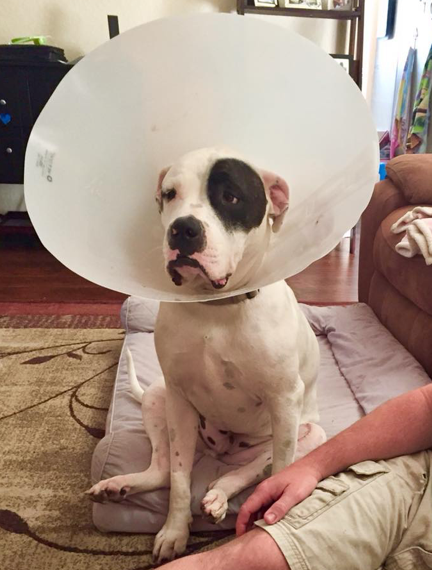 Arlo sits and looks stoic in his cone.