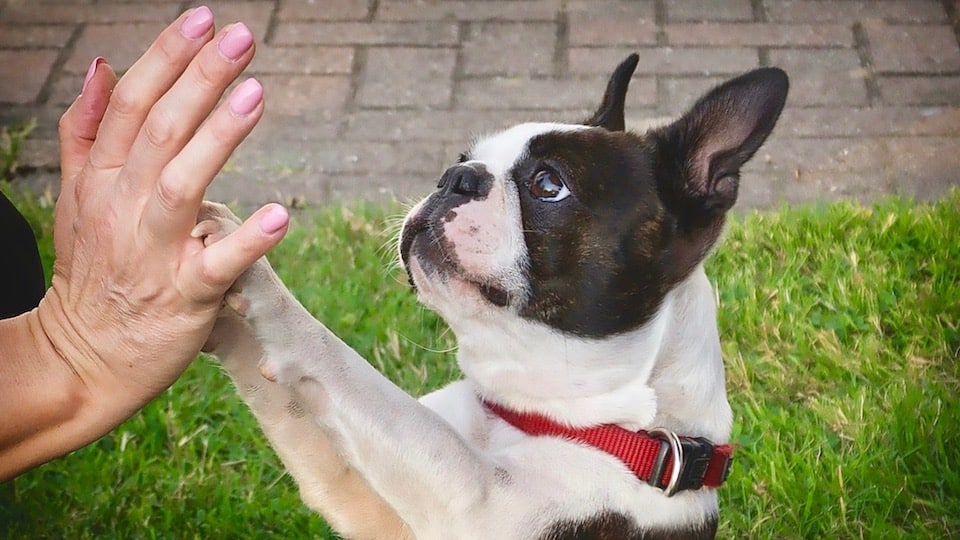 Boston Terrier Vs Bouledogue Français Rover Blog