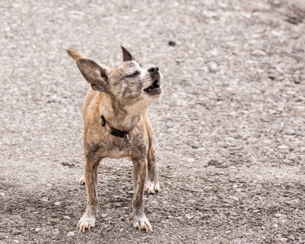 Why Do Dogs Howl? The Dog People by