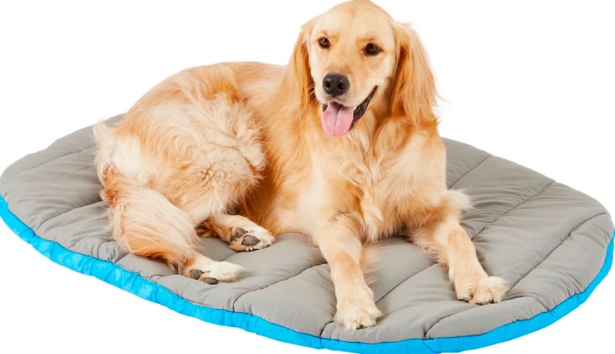 Golden Retriever on gray and teal dog bed