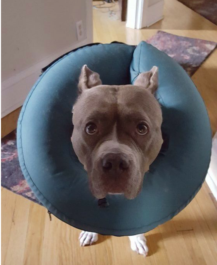American Staffordshire Terrier Dixie Mae wears a donut cone around her neck.