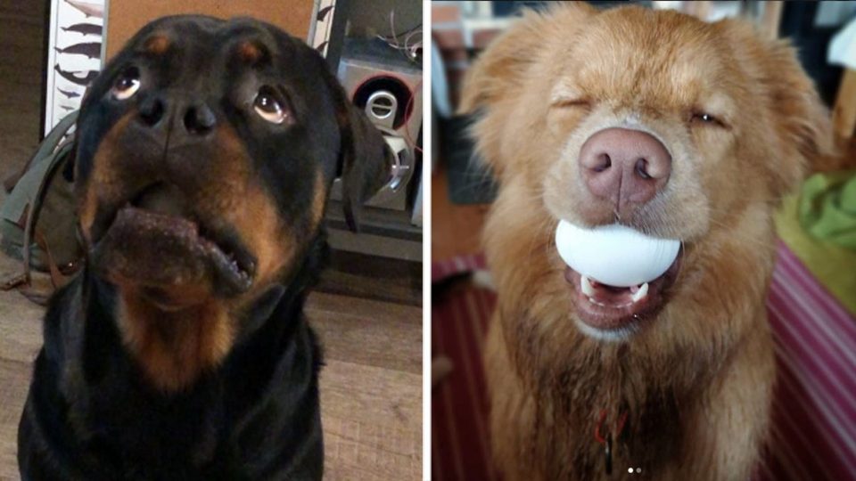 What Dogs Can Hold A Egg In Their Mouth