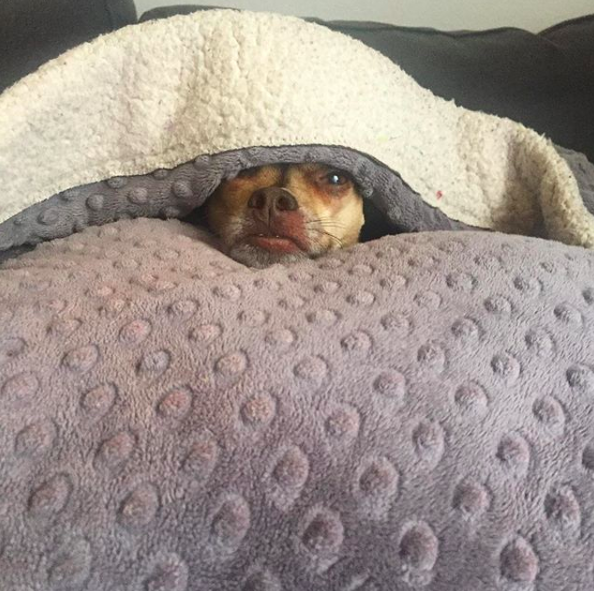 Pistachio the dog burrowed in bed