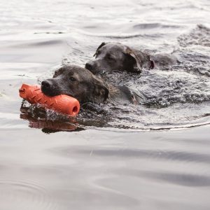 dogs swimming in water, one with Kong Training Dummy bright orange in mouth