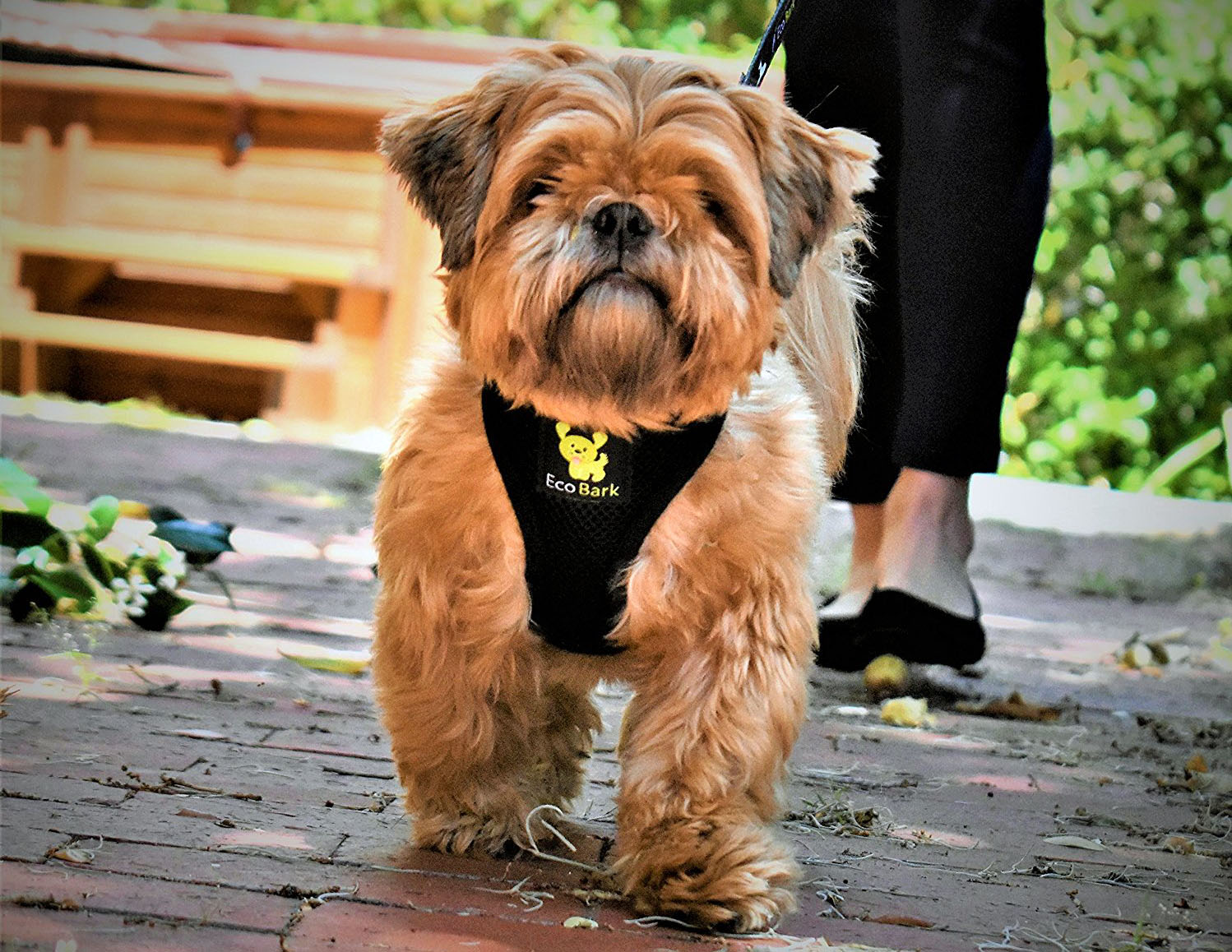 Top 5 Harnesses for Shih Tzus | The Dog 