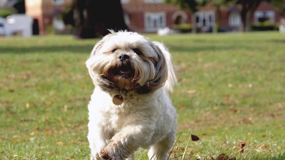 Top 5 Toys for Shih Tzus The Dog People by