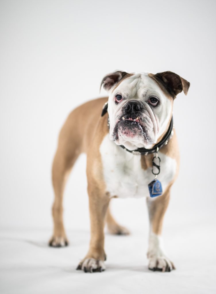 Meet Spike The Dog People by