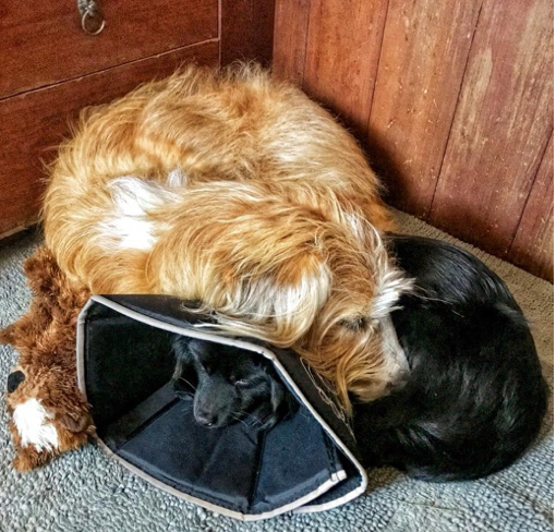 Bear snuggles Cody, who is wearing a cone.