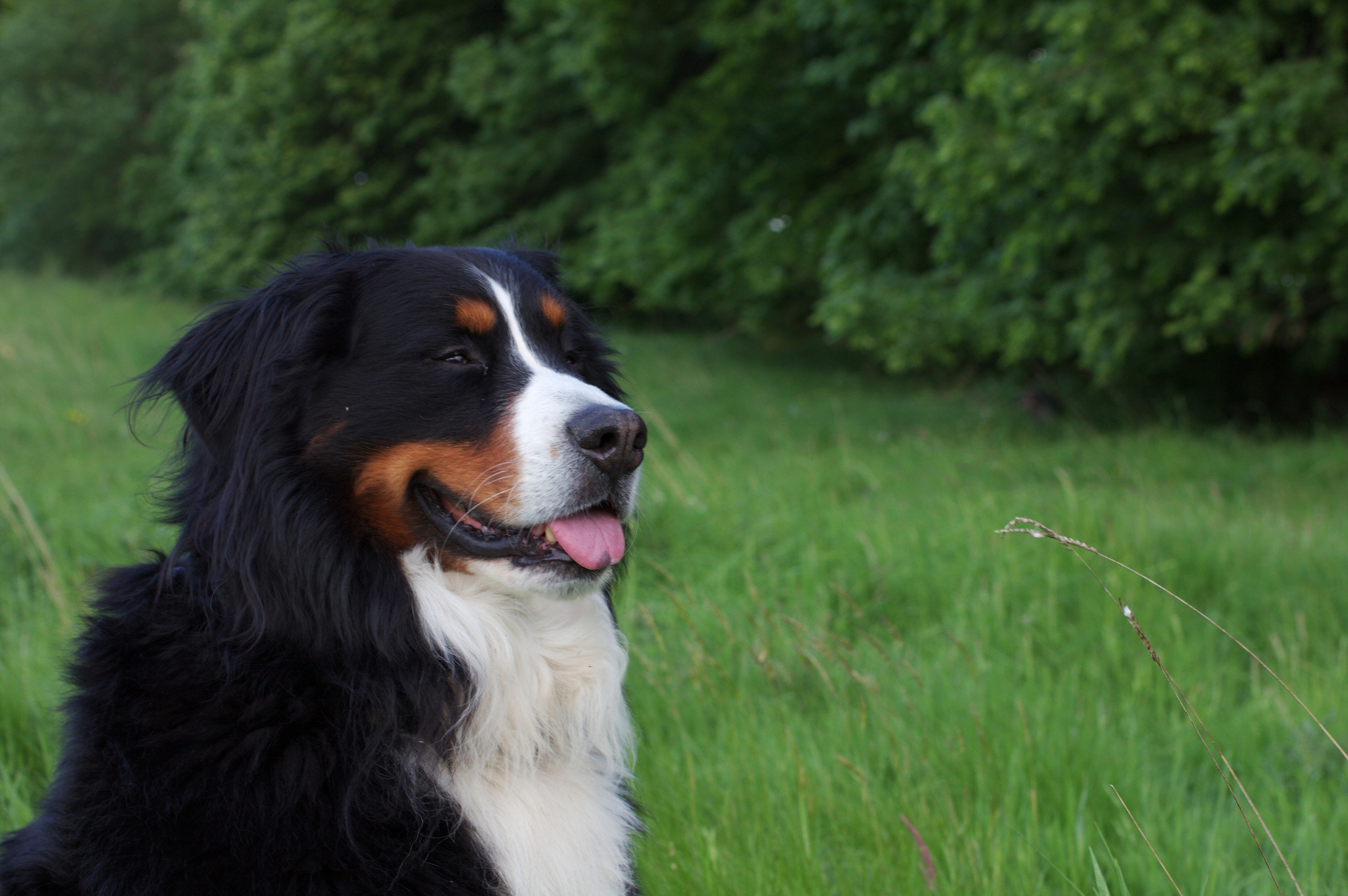 Best Dog Coats 13 Dog Breeds Guaranteed to Have a Great Hair Day