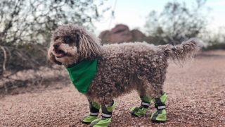 dog booties for summer