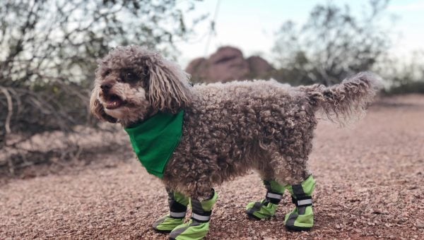 dog shoes to protect from heat