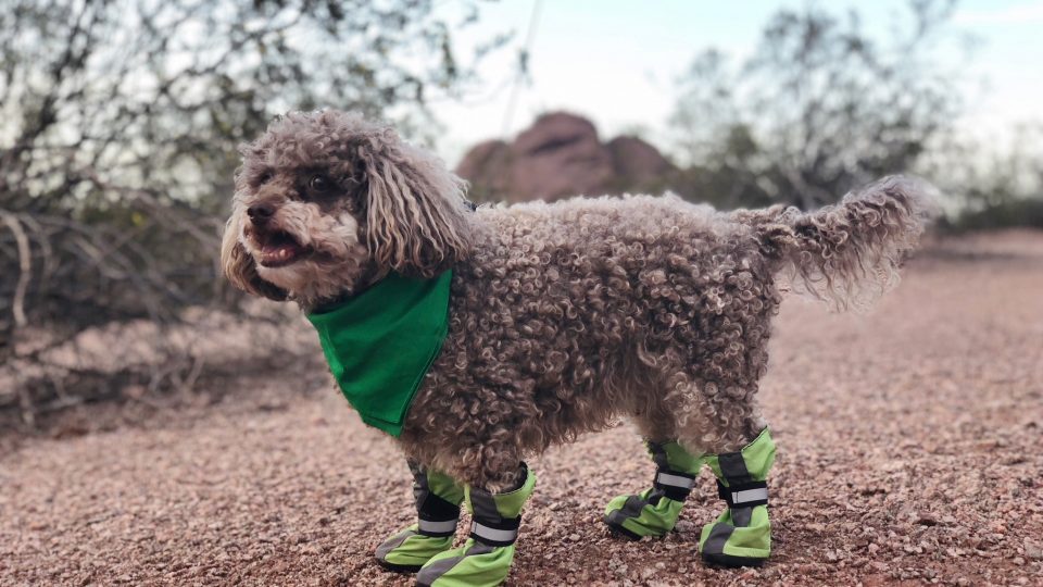 The Best Dog Hiking Boots for All Breeds and Sizes The Dog People by