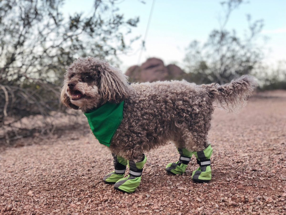 dog walking boots review