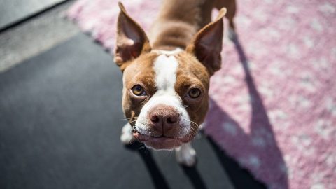 A dog smiles up at the camera.