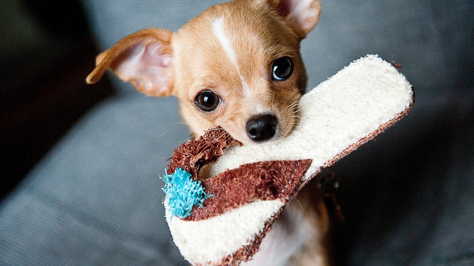 top 5 toys for