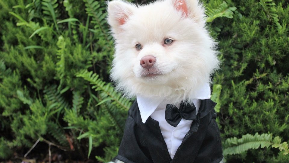 A small dog wears a tux at a New York wedding.