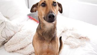 Formosan Mountain Dogs: Meet these Agile and Loyal Rescue Dogs