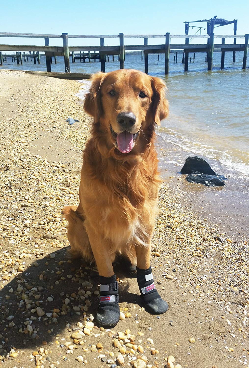 7 Great Accessories for Golden Retrievers The Dog People by