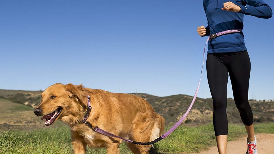 Top 6 Leashes for Golden Retrievers The Dog People by