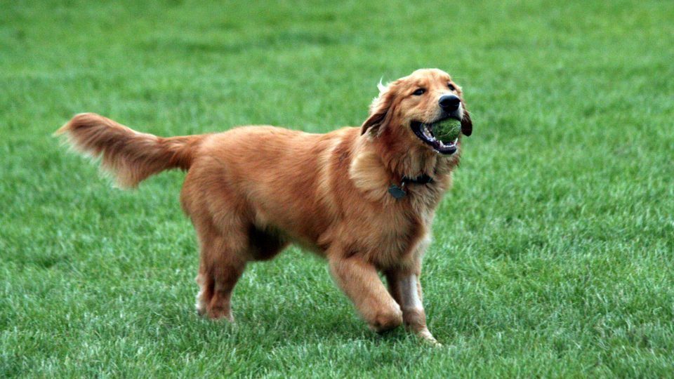 The Top 7 Dog Toys For Golden Retrievers