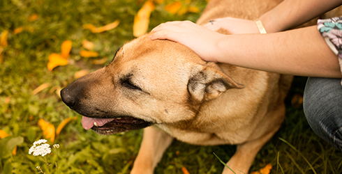 Hands pet a happy dog.