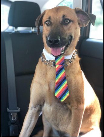 Dog necktie