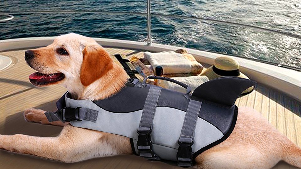 Labrador Accessories Dogs coats for Labs, Labrador Dog Shoes