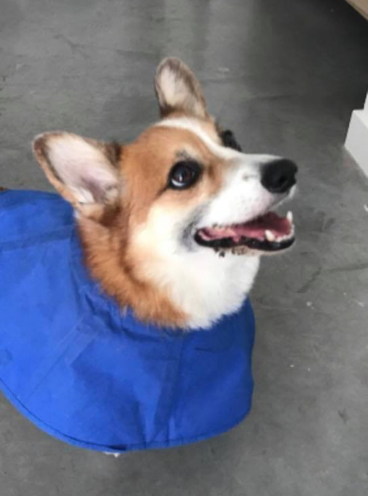 Oliver the corgi wearing a cape.