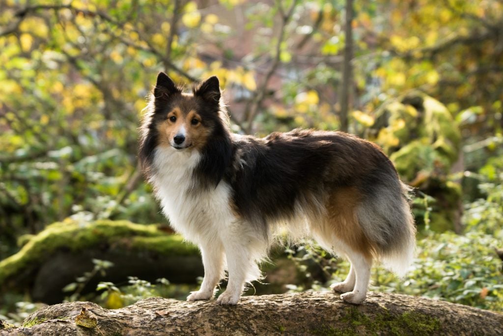 chien dans la forêt